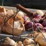 How to store bulbs before and after flowering?