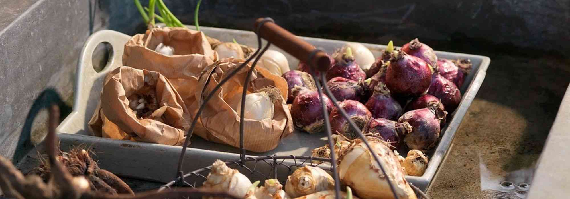 How to store bulbs before and after flowering?