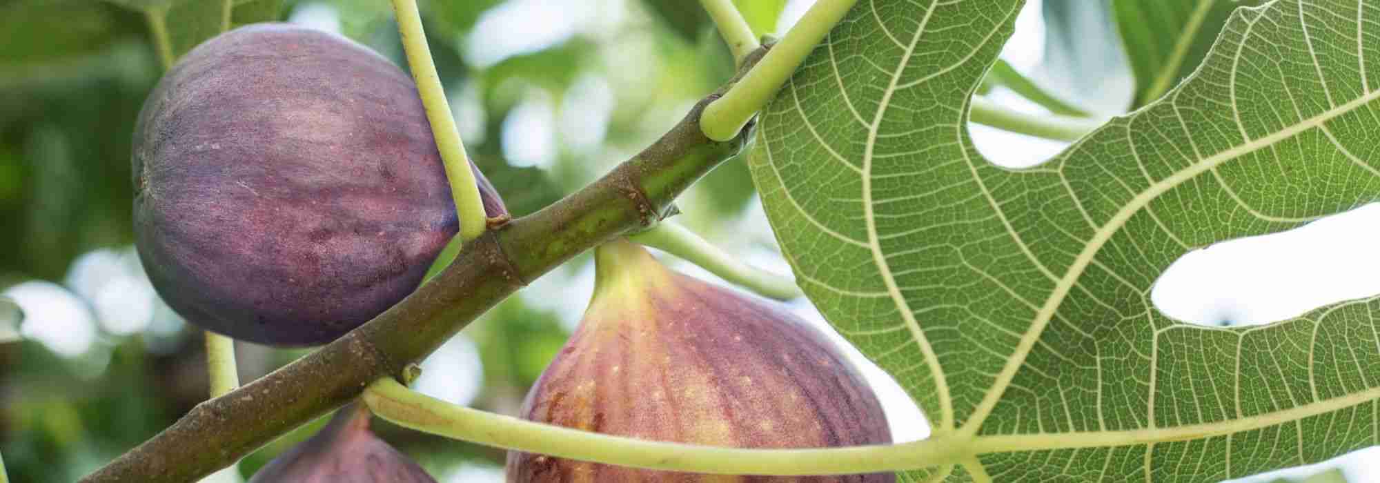 Fig tree: how to choose the right variety?