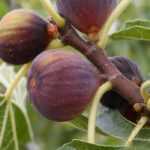 Fig tree, Ficus carica: planting, pruning and care