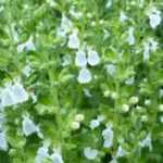 Teucrium, Germander: planting and care
