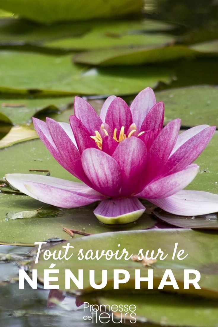 Nymphaea: Everything You Need to Know

The Nymphaea, commonly known as the water lily, is a captivating aquatic plant that graces ponds and water features with its stunning flowers and lily pads. Here's a comprehensive guide to understanding and cultivating Nymphaea in your garden.

### Introduction to Nymphaea

Nymphaea species are perennial aquatic plants native to various parts of the world. They thrive in still or slow-moving waters and are renowned for their ability to adapt to different depths thanks to their adjustable stem length.

### Varieties of Nymphaea

There are numerous varieties of Nymphaea, each with unique characteristics. Some popular varieties include:

- **Nymphaea 'Alba'**: Known for its pristine white flowers.
- **Nymphaea 'Attraction'**: Distinguished by its deep red blossoms with a hint of white at the base.
- **Nymphaea 'Marliacea Chromatella'**: Celebrated for its pale yellow flowers.

### Planting Nymphaea

To plant Nymphaea, follow these steps:

1. **Choose the Right Container**: A wide, shallow container is ideal as it provides ample space for the roots to spread.
2. **Select the Appropriate Soil**: Use a heavy clay loam soil. Avoid using potting compost as it can float to the surface.
3. **Position the Rhizome**: Place the rhizome at a 45-degree angle with the growing tip pointed upwards.
4. **Submerge the Container**: Gently lower the container into your pond, ensuring it is well submerged. The depth will depend on the specific variety of Nymphaea.

### Care and Maintenance

- **Sunlight**: Nymphaea requires at least five to six hours of direct sunlight per day.
- **Water Depth**: Adjust the depth as the plant grows. Start shallow and increase the depth gradually.
- **Fertilization**: Use a specialized aquatic plant fertilizer to encourage healthy growth and blooming.
- **Pruning**: Regularly remove spent flowers and dead leaves to prevent decay in the water.

### Common Issues

- **Yellowing Leaves**: This could be due to nutrient deficiencies or too much depth.
- **Pests**: Watch out for pests like aphids and caterpillars. Use suitable aquatic-safe pesticides when necessary.

### Conclusion

Nymphaea not only enhances the beauty of garden ponds but also contributes to the ecosystem by providing habitat and food for wildlife. With proper care, these enchanting plants can thrive and bloom spectacularly throughout the warmer months. Whether you are a seasoned gardener or a beginner, incorporating Nymphaea into your garden can add a touch of serenity and natural beauty.