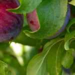 Plum tree, Mirabelle plum tree: planting, pruning, harvesting