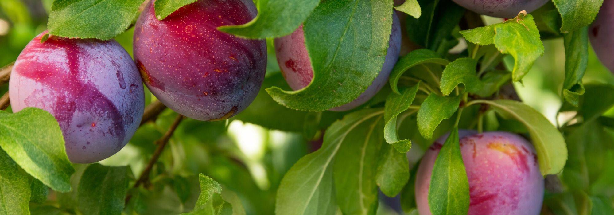 Plum tree, Mirabelle plum tree: planting, pruning, harvesting