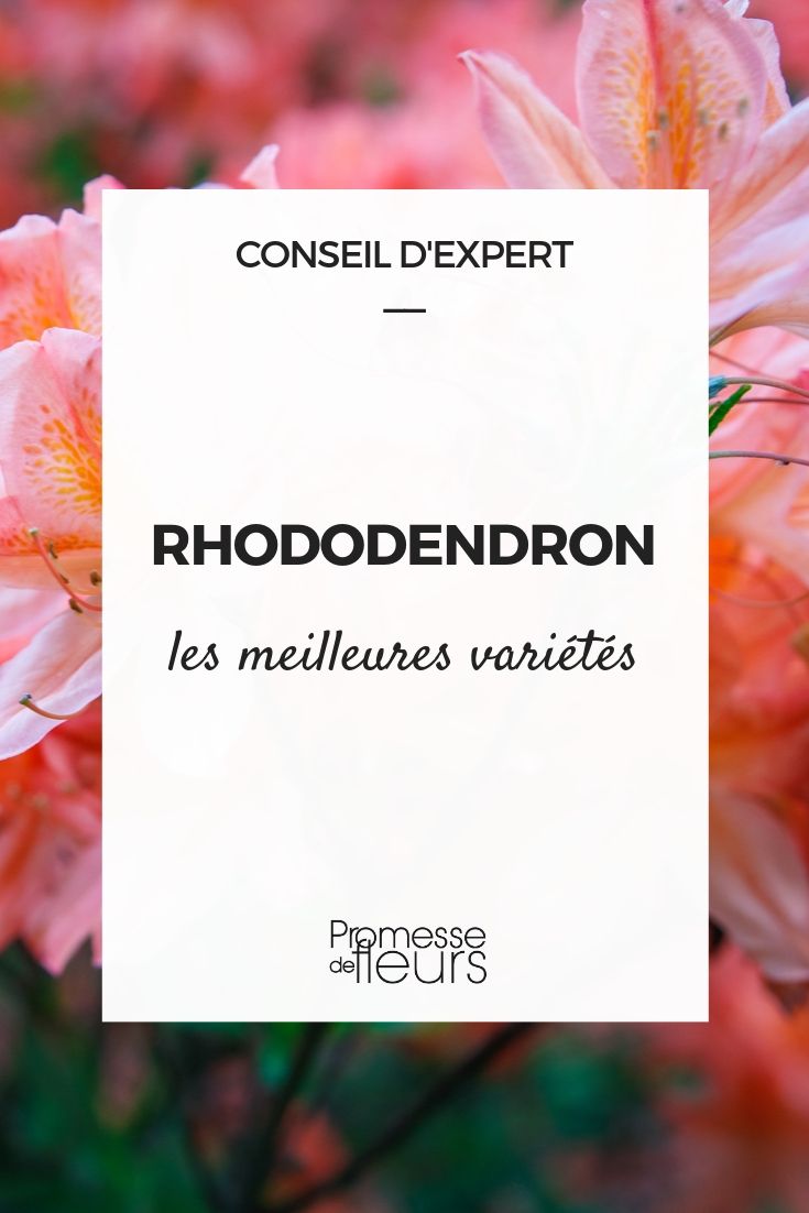 The Best Rhododendrons