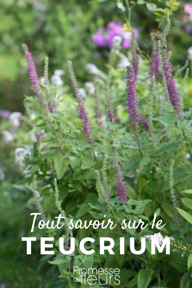 Teucrium: Everything You Need to Know