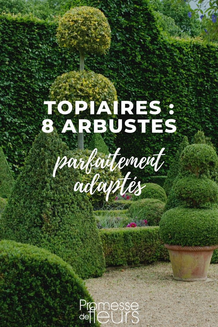 Topiary: Suitable Bushes