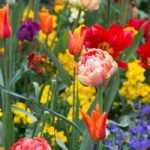Tulip: 7 beautiful companion planting ideas