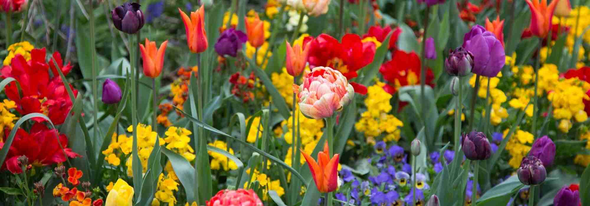 Tulip: 7 beautiful companion planting ideas