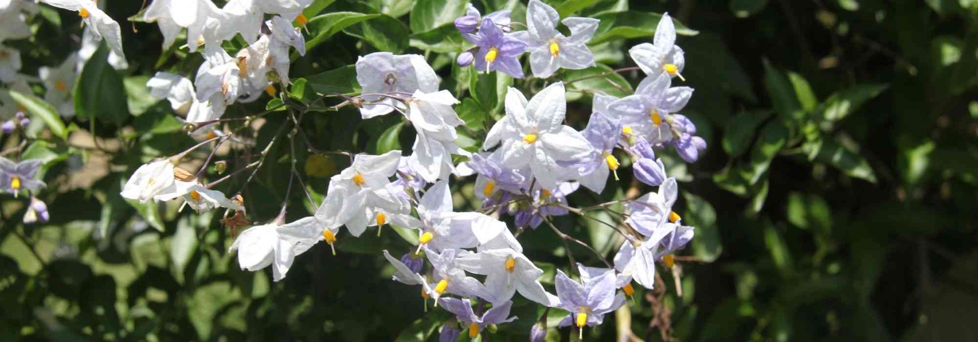 10 climbing plants for mild climates
