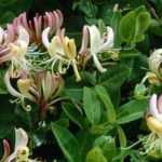 7 evergreen climbing plants for your garden