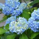 How to prune hydrangeas?