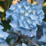 When to prune hydrangeas?