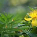 St John's wort, Hypericum: which variety to choose?