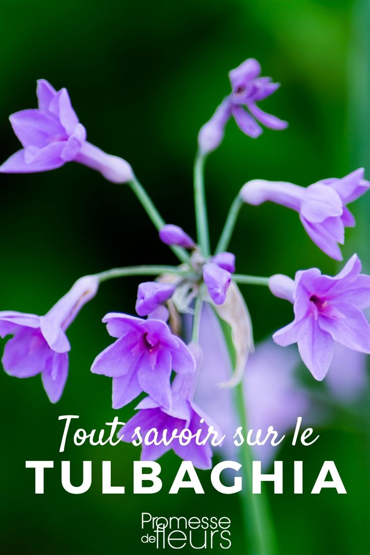 Tulbaghia: Planting and Maintenance