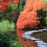 Japanese garden: 10 emblematic perennial plants