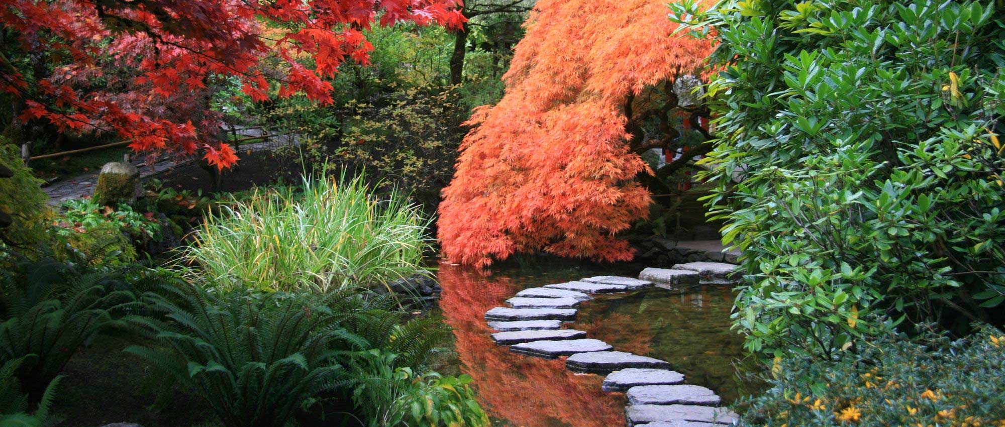 Japanese garden: 10 emblematic perennial plants