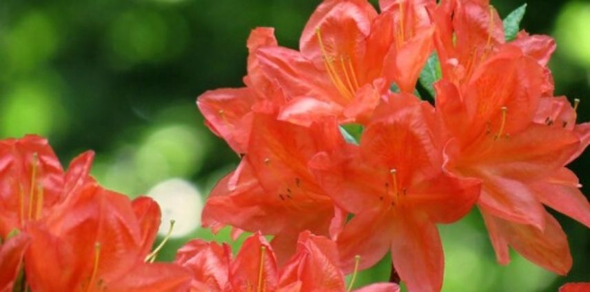 Azalea 'Koster's Brilliant Red'