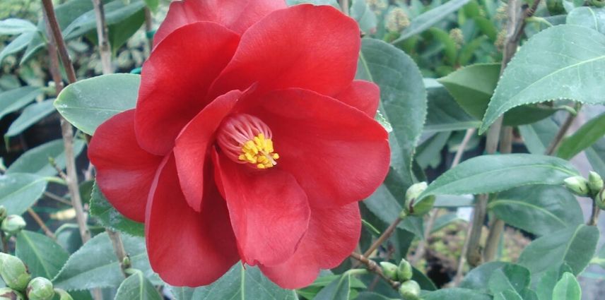 Camellia 'Royal Velvet'