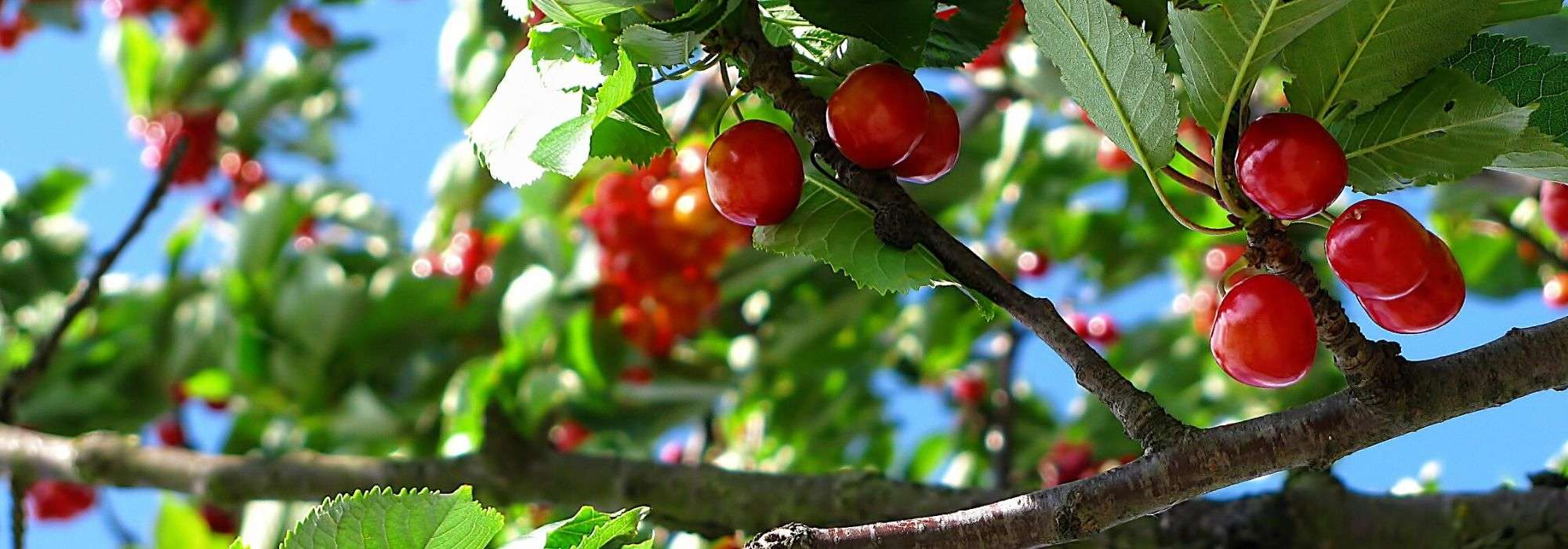 Cherry tree: planting, pruning, care