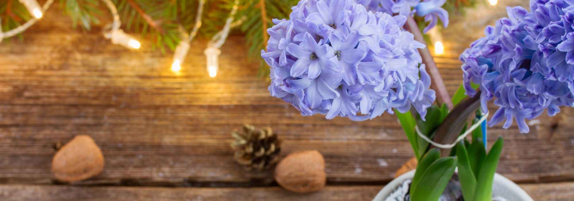Hyacinth: how to force it and make it flower for Christmas?