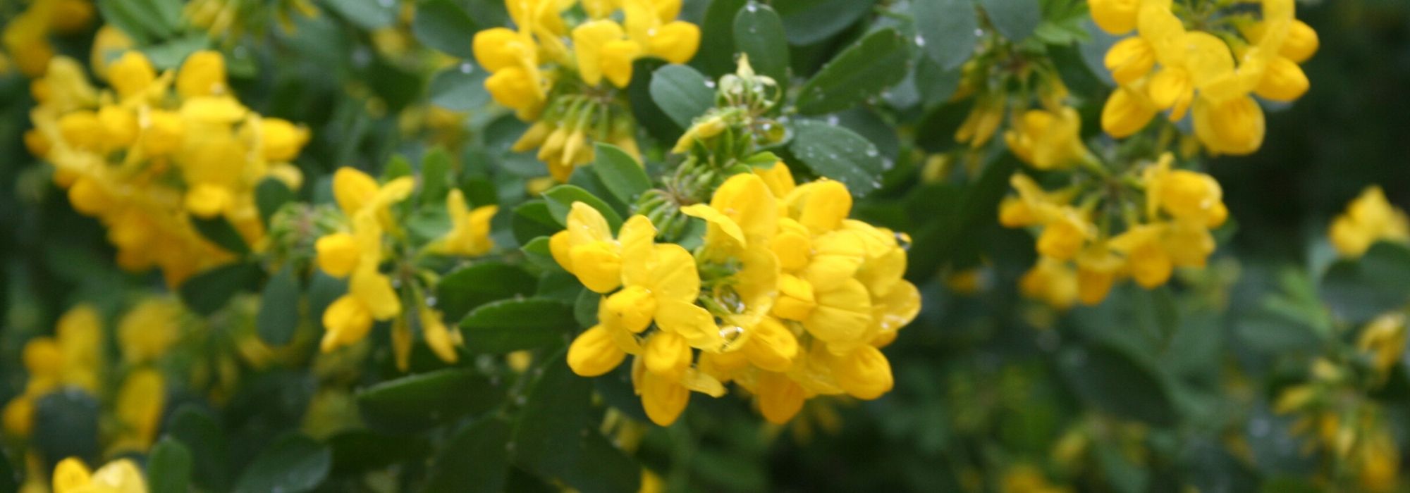 Coronille, Coronilla: planting, growing and care