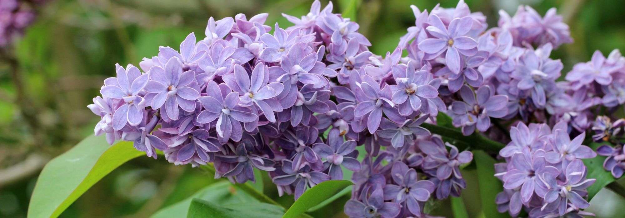 Pruning lilac or Syringa : when and how to prune your bush properly?