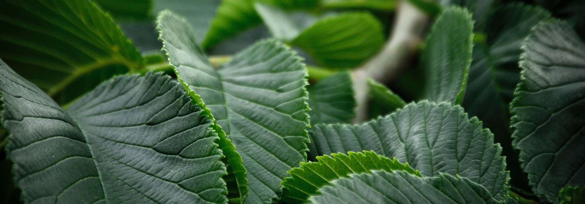 Elm, Ulmus: planting, pruning and care