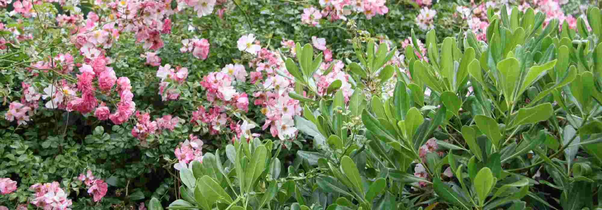 Pittosporum: 5 ideas for successful plant combinations