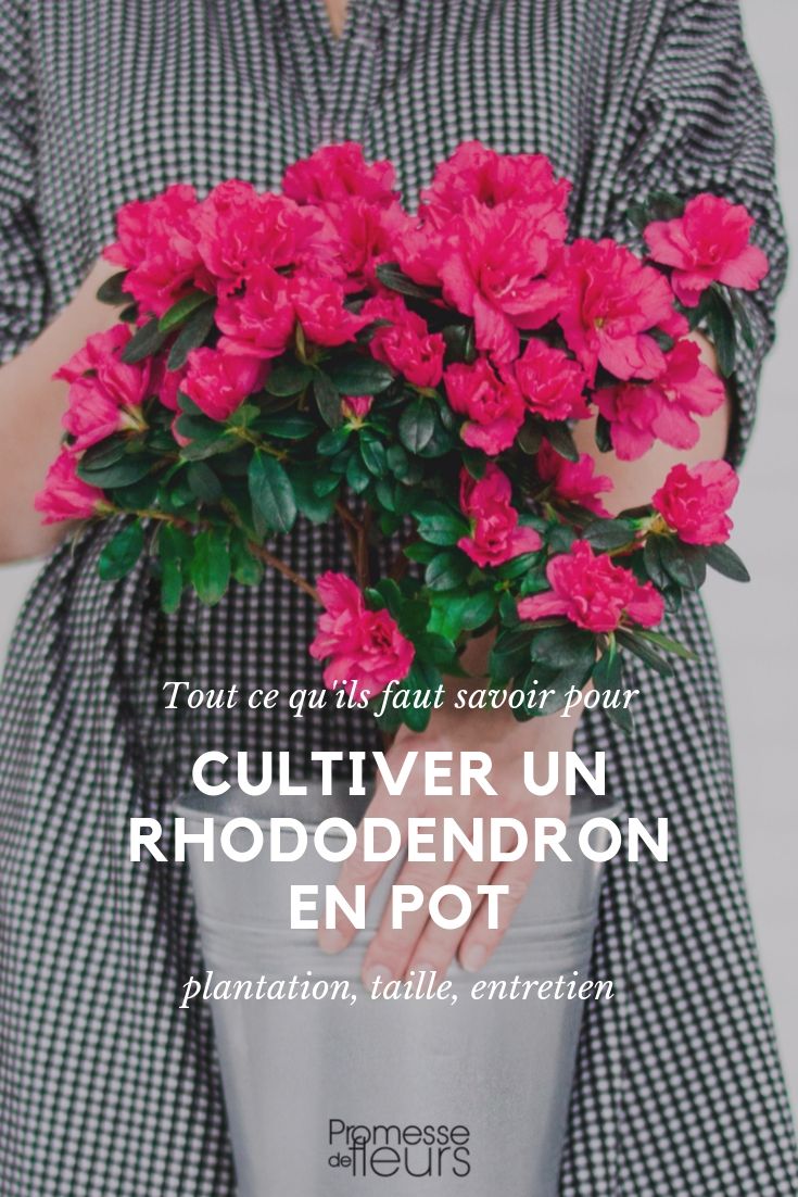 Rhododendron in a Pot: Cultivation Tips