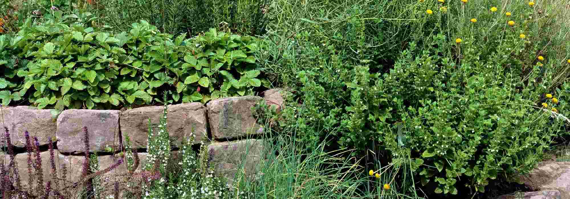 Create a spiralled herb garden