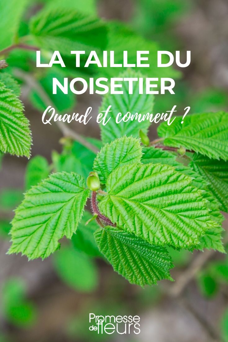 When and How to Prune a Hazelnut Tree

Pruning a hazelnut tree is essential for maintaining its health and enhancing its productivity. The best time for pruning is during the dormant season, typically from late winter to early spring before new growth begins. This timing helps prevent the spread of diseases and allows the tree to heal quickly.

### Step-by-Step Guide to Pruning Hazelnut Trees

1. **Sanitize Your Tools**: Always start with clean, sharp pruning shears or loppers. Disinfect your tools to prevent the spread of disease.

2. **Remove Dead or Diseased Wood**: Cut away any branches that are dead, diseased, or damaged. These can be identified by their discoloured bark and lack of buds.

3. **Thin Out Crowded Areas**: Look for areas where branches are overcrowded. Thinning these out will improve air circulation and light penetration, which are crucial for the health of the tree.

4. **Shape the Tree**: Maintain the natural shape of the hazelnut tree. Remove any branches that are growing out of form, especially those that are crossing or rubbing against each other.

5. **Control the Height**: If necessary, reduce the height of the tree by cutting back the main branches to a healthy bud. This will encourage new growth in the desired direction.

6. **Clean Up**: After pruning, clean up all the debris to keep the area tidy and disease-free.

By following these simple steps, you can ensure your hazelnut tree remains healthy and productive for years to come. Remember, regular pruning not only helps in maintaining the structure and appearance of the tree but also enhances fruit production.