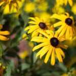 10 perennials with yellow flowers to add to the garden