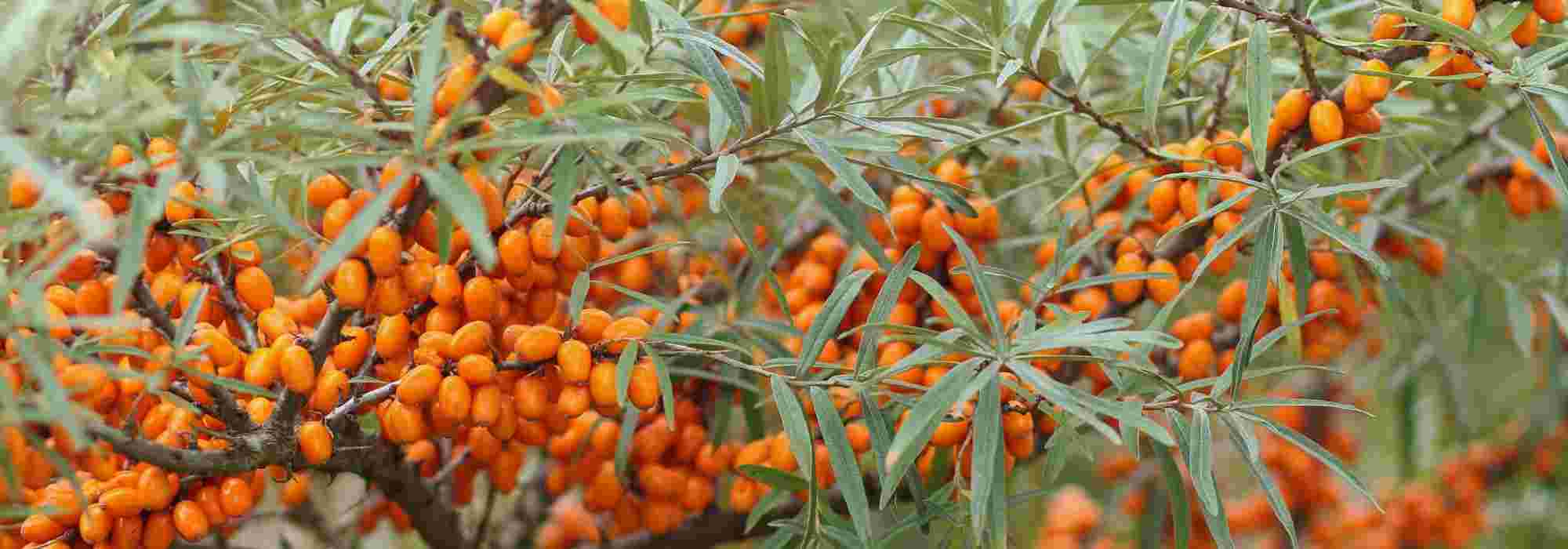 7 bushes with silver-grey foliage you should have in your garden