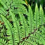 Athyrium: planting, growing, and care