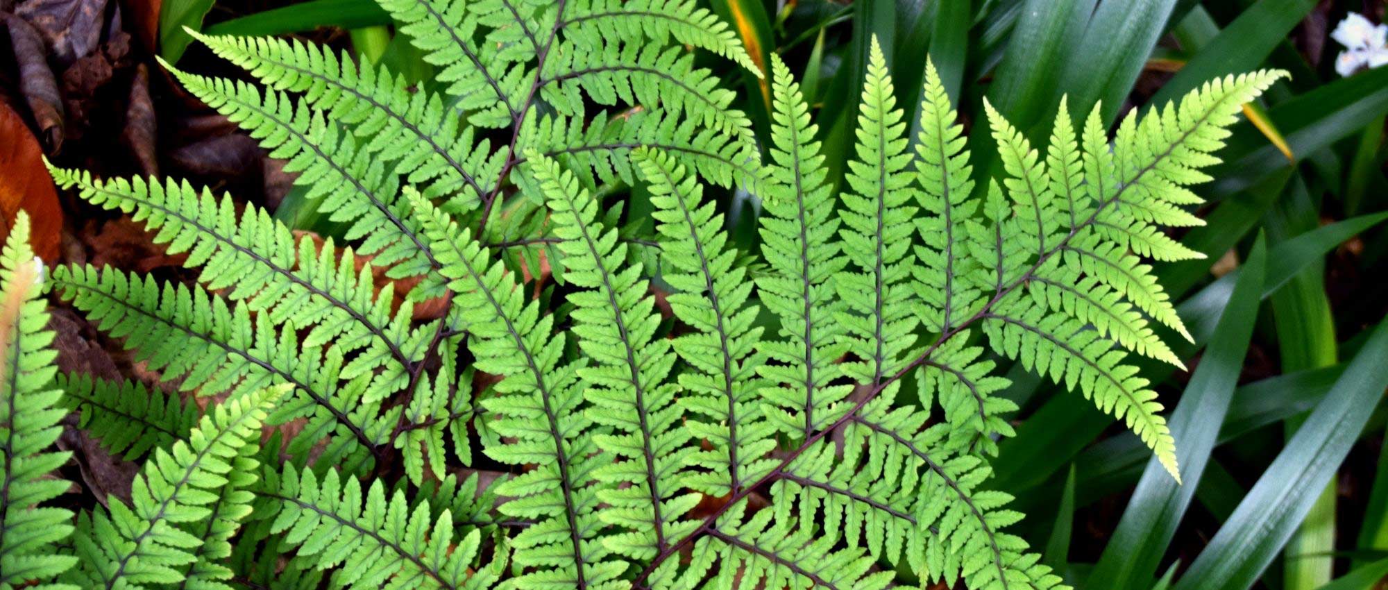 Athyrium: planting, growing, and care