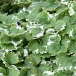 Glechoma hederacea, ground ivy: planting, care, properties
