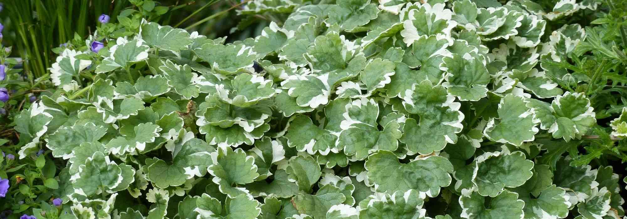 Glechoma hederacea, ground ivy: planting, care, properties