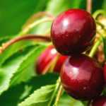 Cherry fruit fly: prevention and treatment