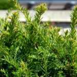 Pruning yew: when and how?