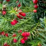 If, Taxus baccata: planting and care