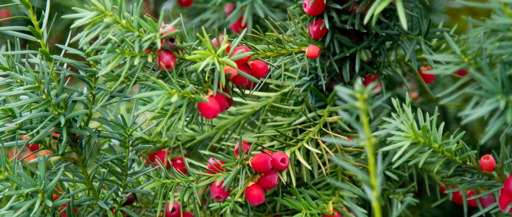 If, Taxus baccata: planting and care