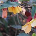 Abutilon: how to overwinter it properly