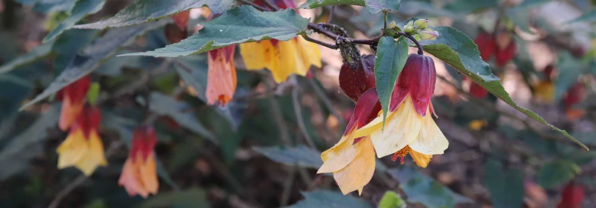Abutilon: how to overwinter it properly