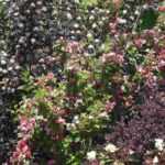 Physocarpus: 5 ideas to combine it in the garden