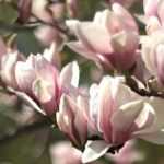 Magnolia: choose the variety suited to your garden