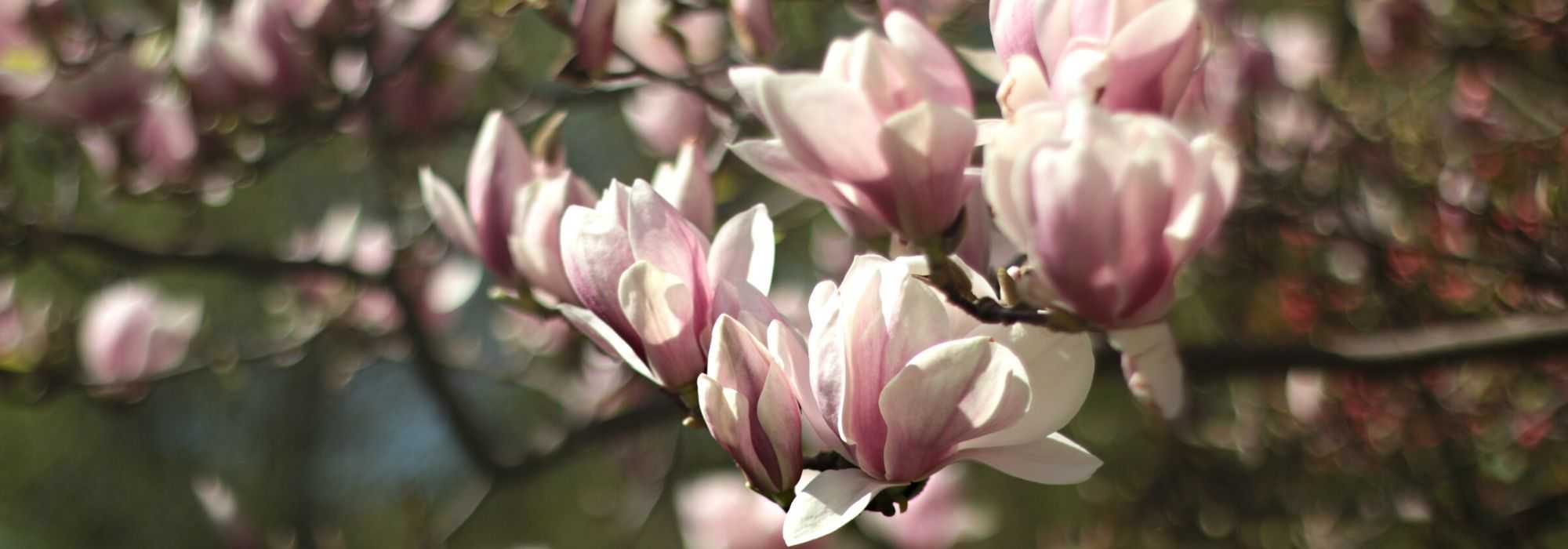 Magnolia: choose the variety suited to your garden