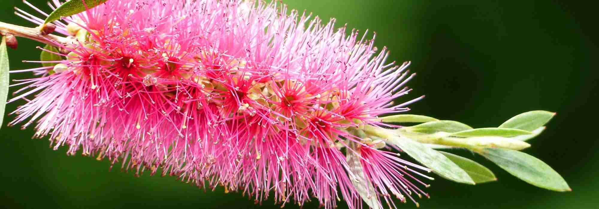 Callistemon, bottlebrush: how to protect it from the cold in winter?