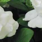 Gardenia: how to protect it from cold and overwinter it?