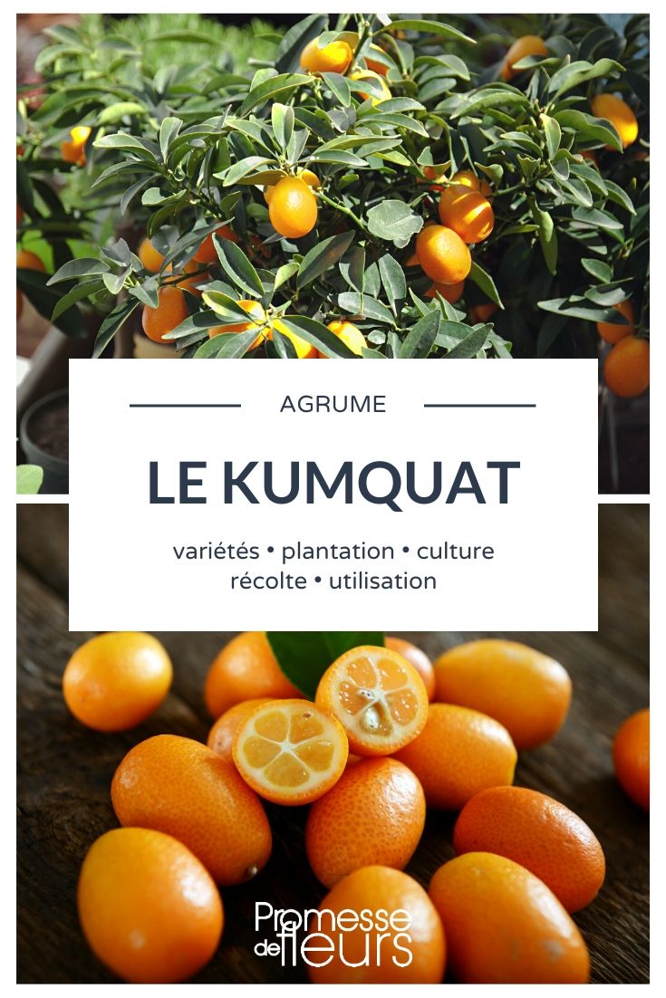 Kumquats: Cultivation, Care, Harvest